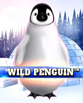 Wild Penguin